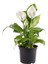 Spathiphyllum Barış Çiçeği 17 cm Plastik Saksıda 1