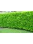 Kartopu Lucidum 3 Adet 30-40 cm Çit Bitkisi 1