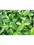 Kartopu Lucidum 3 Adet 30-40 cm Çit Bitkisi 3