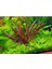 Cryptocoryne Wendtii Brown In Vitro 200CC Canlı Bitki 2