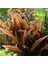 Cryptocoryne Wendtii Brown In Vitro 200CC Canlı Bitki 3