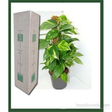 Plantistanbul Pothos Sarmaşığı