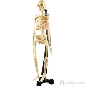 İnsan İskeleti 46 Cm Küçük Boy Stantlı
