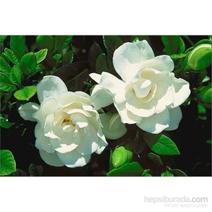 Gardenia Bitkisi, 20-40 Cm