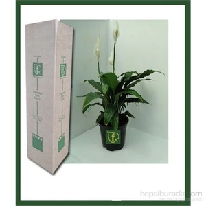 Spathiphyllum Wallisii (Barış Çiçeği)