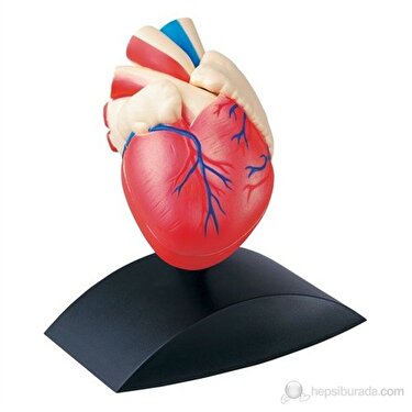 sağlık kalp modeli