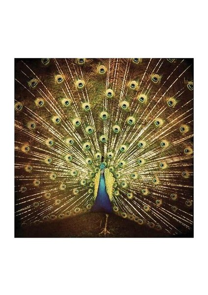 Ani DiFranco - ¿Which Side Are You On?