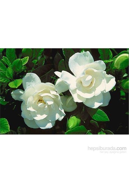 Gardenia Bitkisi, 20-40 Cm