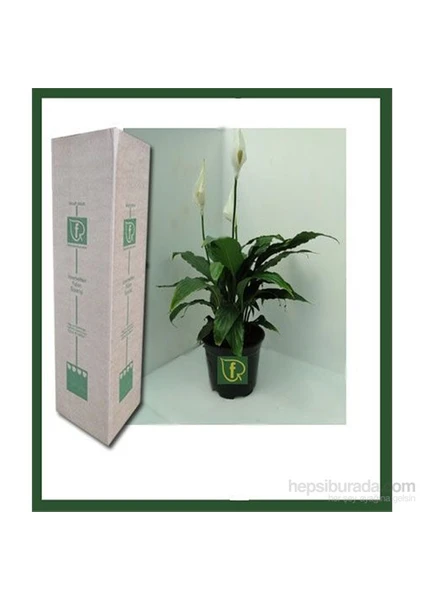 Spathiphyllum Wallisii (Barış Çiçeği)