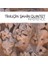 Timuçin Şahin - Inherence (CD) 1