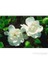 Gardenia Bitkisi, 20-40 Cm 1