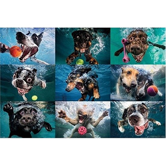 Pyramid International Maxi Poster Underwater Dogs