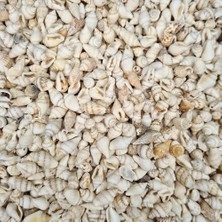 Deniz Kabuğu 100 gr Paket Nassa Shell - Beyaz