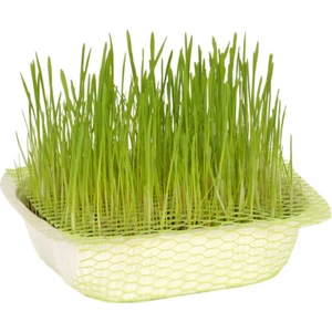 Doğal Kedi Çimi (Fileli)