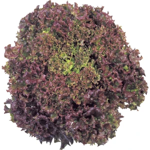 Karahasanoğlu Tarım Yerli Kırmızı Kıvırcık Marul Tohumu (Akdeniz Yeşilliği) 3 gr (Ort 2250 Ad)
