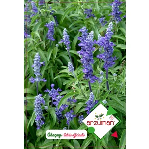 Karahasanoğlu Tarım Adaçayı Tohumu 50 Adet Tohum