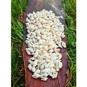 Deniz Kabuğu 100 gr Paket Nassa Shell - Beyaz