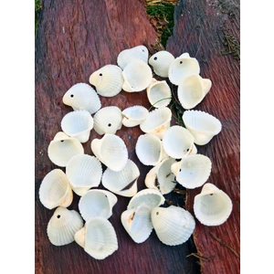 Delikli Gerçek Beyaz Deniz Kabuğu 40 gr
