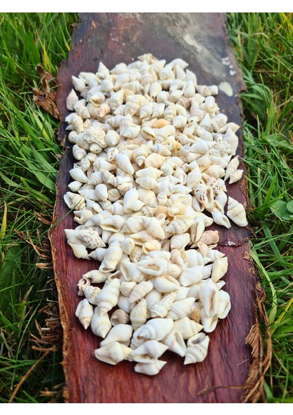 Deniz Kabuğu 100 gr Paket Nassa Shell - Beyaz