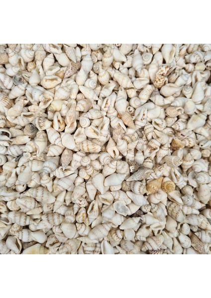 Deniz Kabuğu 100 gr Paket Nassa Shell - Beyaz