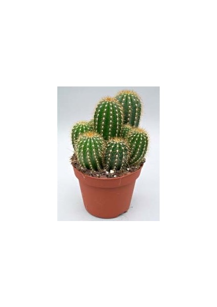 Mammillaria Spinosissima Cactus Ince Diken Taş Gövdeli Kaktüs