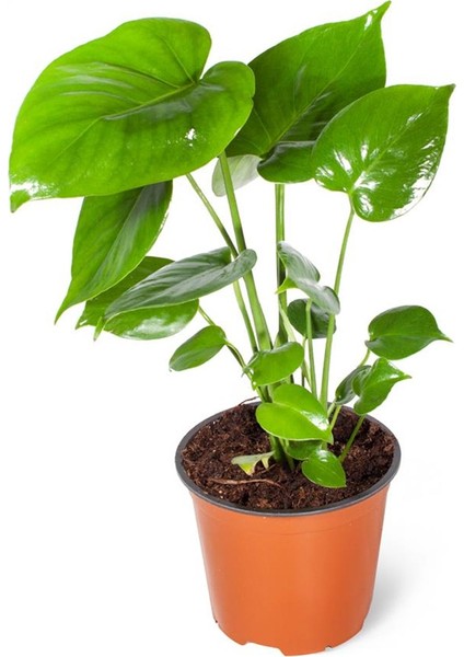 Monstera Deliciosa
