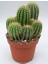 Mammillaria Spinosissima Cactus Ince Diken Taş Gövdeli Kaktüs 1