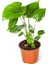 Monstera Deliciosa 1