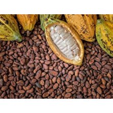Farm Life Organik Kakao Ağacı Tohumu
