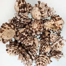 Gerçek Deniz Kabuğu 250 gr Paket Vassam