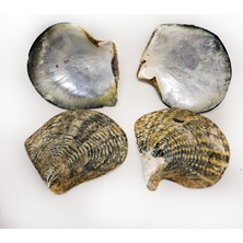 Gerçek Deniz Kabuğu 250 gr Paket Naturel Blacklıp Trım