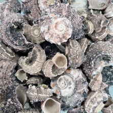 Gerçek Deniz Kabuğu 250 gr Paket Angarıa Delpenola