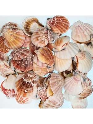 Gerçek Deniz Kabuğu 250 gr Paket Vıxıllıum Naturel