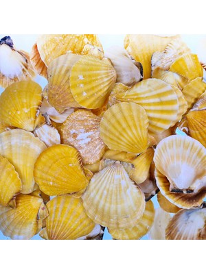 Gerçek Deniz Kabuğu 250 gr Paket Vıxıllıum Orange