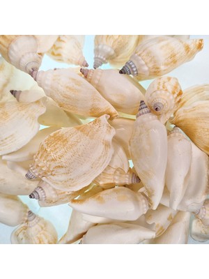 Gerçek Deniz Kabuğu 250 gr Paket Strombus Epıdormıs