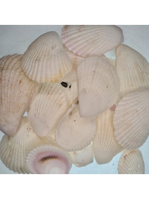 Gerçek Deniz Kabuğu 250 gr Paket Lima Lima