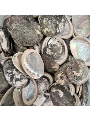 Gerçek Deniz Kabuğu 250 gr Paket Halıotıs Pulcherıma