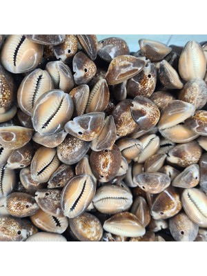 Gerçek Deniz Kabuğu 250 gr Paket Cyprea Caputserpentıs Iki Delikli