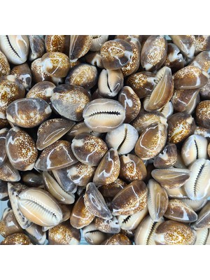 Gerçek Deniz Kabuğu 250 gr Paket Cyprea Caputserpentıs