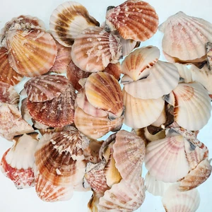 Gerçek Deniz Kabuğu 250 gr Paket Vıxıllıum Naturel