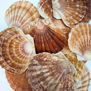 Gerçek Deniz Kabuğu 250 gr Paket Pecten Maxımus