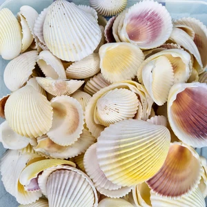 Gerçek Deniz Kabuğu 250 gr Paket Fragum Fragum