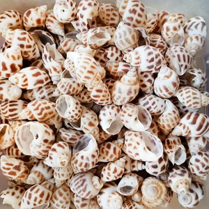 Gerçek Deniz Kabuğu 250 gr Paket Babylonıa Areolata