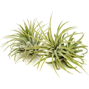 Hava Bitkisi Tillandsia Ionanta