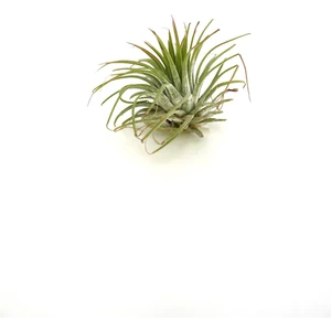 Hava Bitkisi Tillandsia Ionantha Rubra