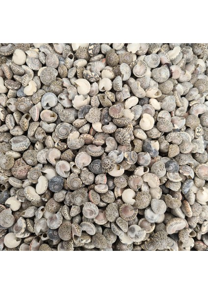 Gerçek Deniz Kabuğu 250 gr Paket Umbınıum