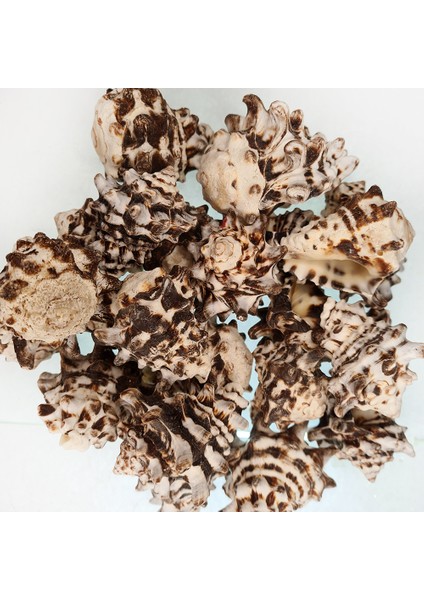 Gerçek Deniz Kabuğu 250 gr Paket Vassam