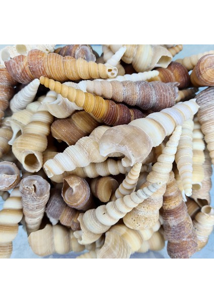 Gerçek Deniz Kabuğu 250 gr Paket Turıtella
