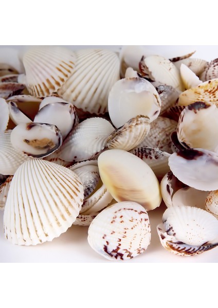 Gerçek Deniz Kabuğu 250 gr Paket Tıger Clam