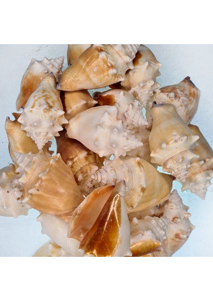 Gerçek Deniz Kabuğu 250 gr Paket Strombus Alatus